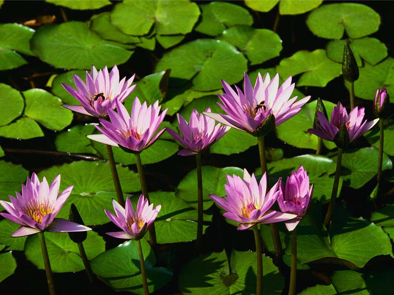tulipany